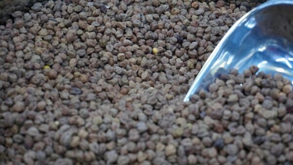 Close-up image of dry chickpeas with a metal scoop, perfect for cooking and culinary themes.